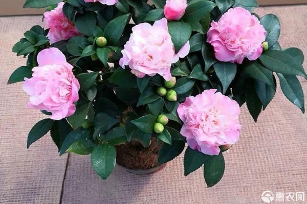 茶花怎么養(yǎng)才長得好？-圖片版權(quán)歸惠農(nóng)網(wǎng)所有
