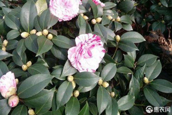 茶花怎么養(yǎng)才長得好？-圖片版權(quán)歸惠農(nóng)網(wǎng)所有