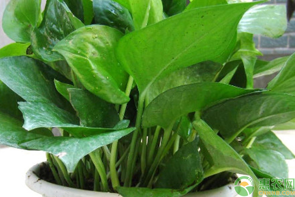 水養(yǎng)綠蘿怎么養(yǎng)才長得好？-圖片版權(quán)歸惠農(nóng)網(wǎng)所有