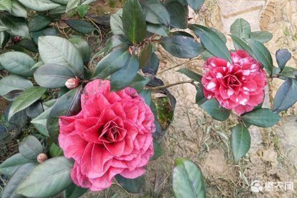 茶花怎么養(yǎng)才長得好？-圖片版權(quán)歸惠農(nóng)網(wǎng)所有