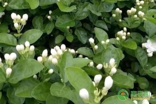 茉莉花怎么養(yǎng)才長得好？-圖片版權(quán)歸惠農(nóng)網(wǎng)所有