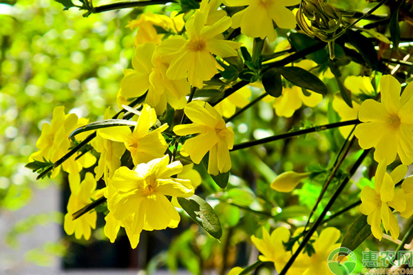 迎春花的扦插技術(shù)方法-圖片版權(quán)歸惠農(nóng)網(wǎng)所有