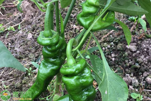 辣椒2月份可以種植嗎？-圖片版權(quán)歸惠農(nóng)網(wǎng)所有