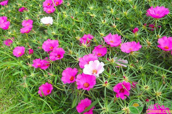 太陽(yáng)花幾月份播種最好？-圖片版權(quán)歸惠農(nóng)網(wǎng)所有