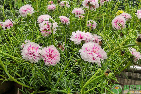 太陽(yáng)花幾月份播種最好？-圖片版權(quán)歸惠農(nóng)網(wǎng)所有
