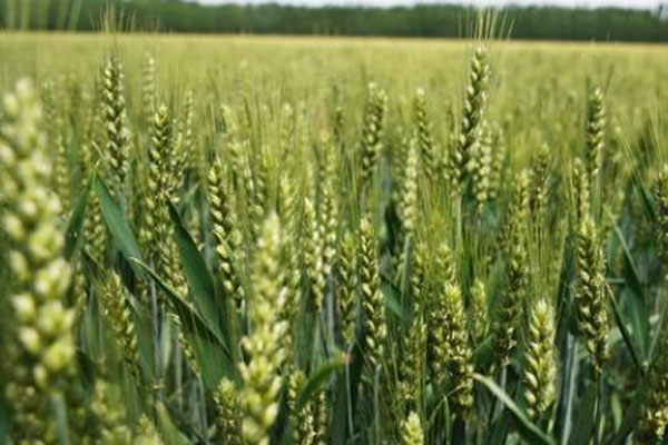 华北平原种植冬小麦还是春小麦？