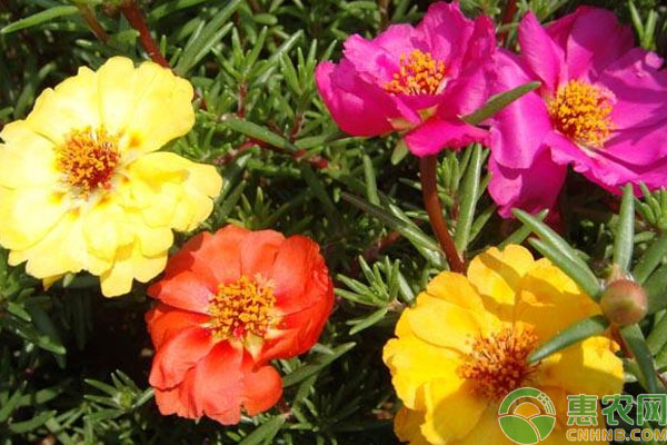 太陽(yáng)花幾月份播種最好？-圖片版權(quán)歸惠農(nóng)網(wǎng)所有