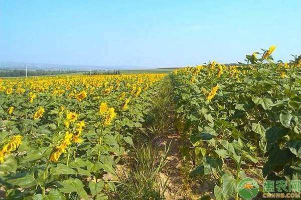 向日葵什么時(shí)候種植最好？-圖片版權(quán)歸惠農(nóng)網(wǎng)所有