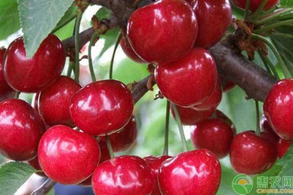 車?yán)遄訕涿缡裁磿r(shí)候種植最好？-圖片版權(quán)歸惠農(nóng)網(wǎng)所有