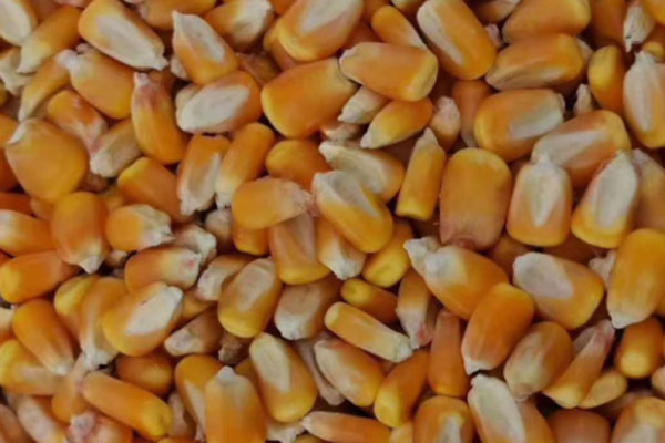 2024年干玉米最新价格多少钱一斤？