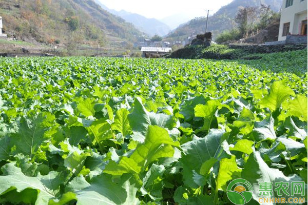冬天種什么蔬菜合適？-圖片版權(quán)歸惠農(nóng)網(wǎng)所有