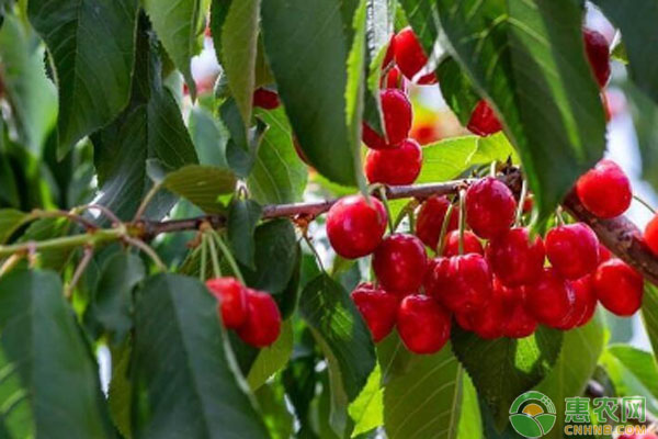 車?yán)遄訕涫裁磿r候種植最好？-圖片版權(quán)歸惠農(nóng)網(wǎng)所有