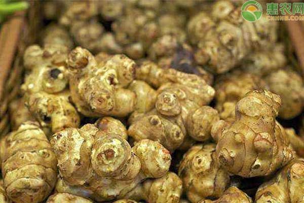 洋姜什么時(shí)候種植最好?-圖片版權(quán)歸惠農(nóng)網(wǎng)所有