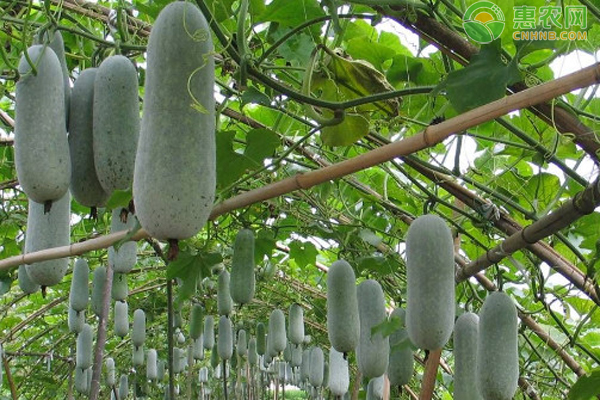 冬瓜什么時(shí)候種植最好？-圖片版權(quán)歸惠農(nóng)網(wǎng)所有