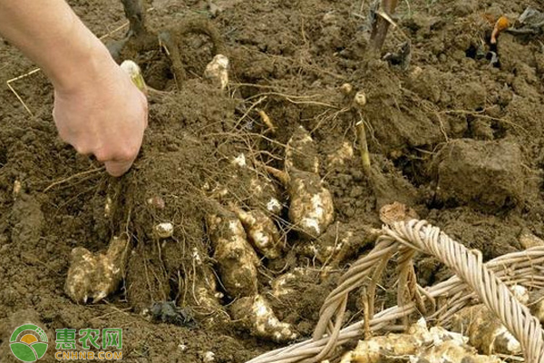 洋姜什么時(shí)候種植最好?-圖片版權(quán)歸惠農(nóng)網(wǎng)所有