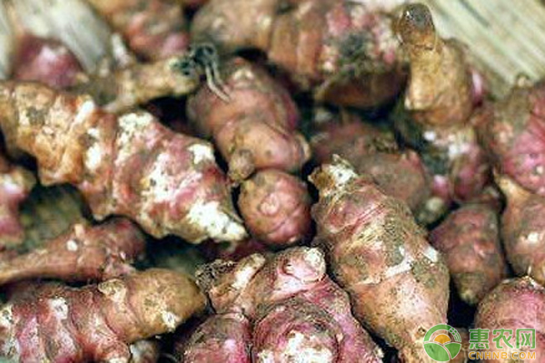 洋姜什么時(shí)候種植最好?-圖片版權(quán)歸惠農(nóng)網(wǎng)所有