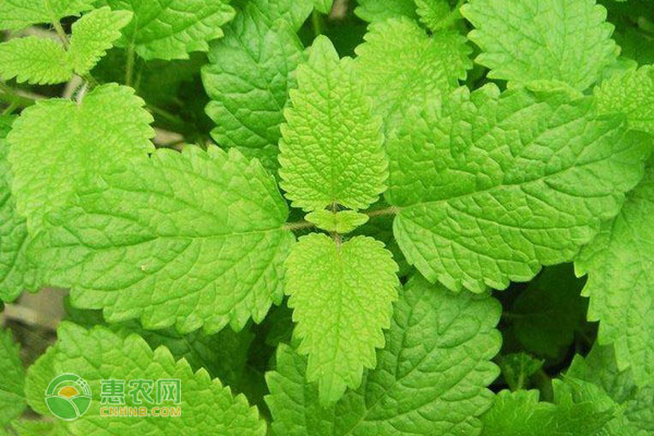 薄荷什么時(shí)候播種最好？-圖片版權(quán)歸惠農(nóng)網(wǎng)所有