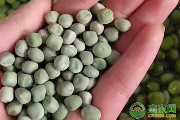 豌豆什么時候種最好？-圖片版權歸惠農(nóng)網(wǎng)所有