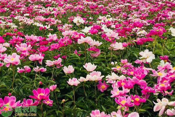 芍藥什么時候種植最好？-圖片版權(quán)歸惠農(nóng)網(wǎng)所有