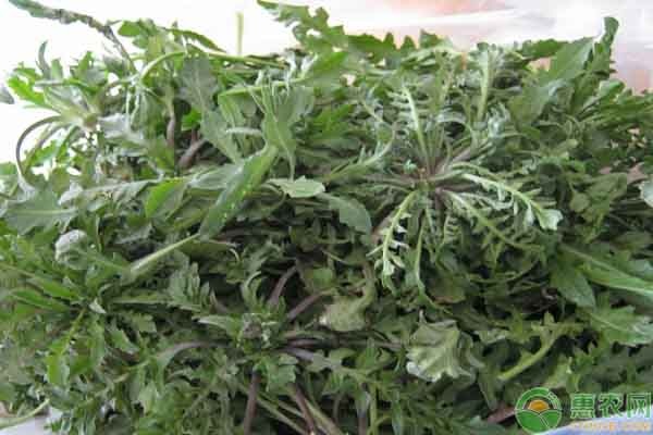 薺菜什么時(shí)候播種最好？-圖片版權(quán)歸惠農(nóng)網(wǎng)所有