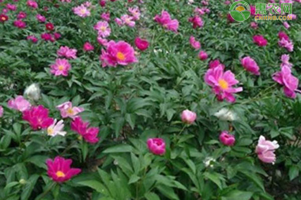 芍藥什么時候種植最好？-圖片版權(quán)歸惠農(nóng)網(wǎng)所有