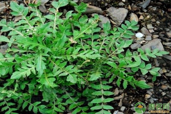 薺菜什么時(shí)候播種最好？-圖片版權(quán)歸惠農(nóng)網(wǎng)所有