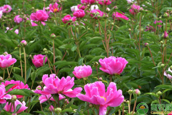 芍藥什么時候種植最好？-圖片版權(quán)歸惠農(nóng)網(wǎng)所有