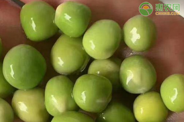 豌豆什么時候種最好？-圖片版權歸惠農(nóng)網(wǎng)所有