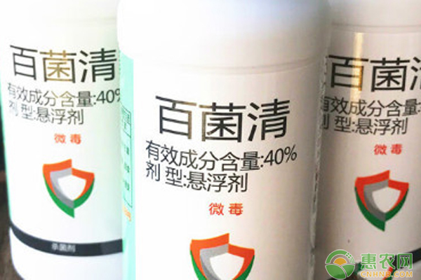 百菌清殺菌劑治什么??？-圖片版權(quán)歸惠農(nóng)網(wǎng)所有