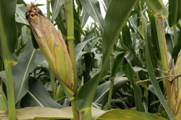 2024排名前十的高产玉米种子