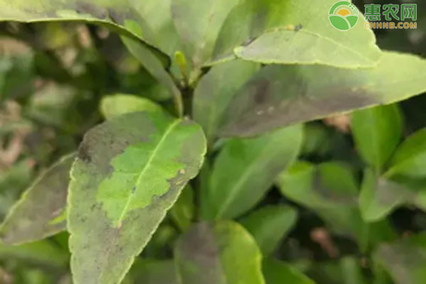 柑橘煤煙病專用殺菌劑-圖片版權(quán)歸惠農(nóng)網(wǎng)所有