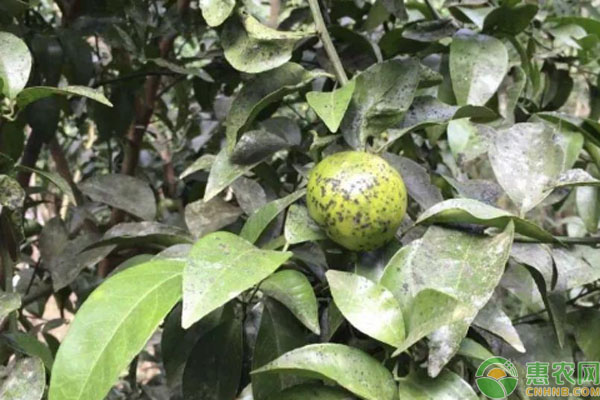 柑橘煤煙病專用殺菌劑-圖片版權(quán)歸惠農(nóng)網(wǎng)所有