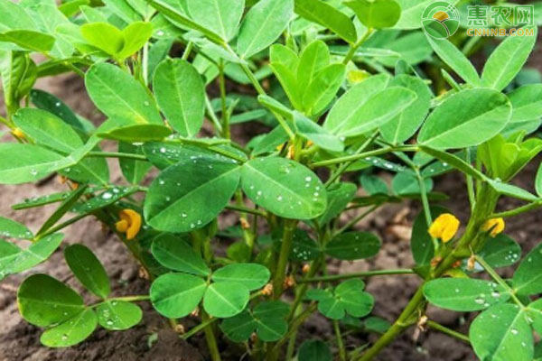 最好的花生專用復(fù)合肥-圖片版權(quán)歸惠農(nóng)網(wǎng)所有