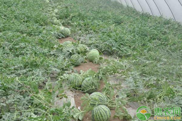 什么时候种西瓜？-图片版权归惠农网所有