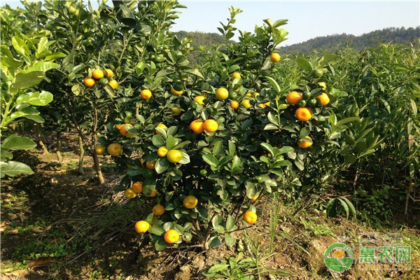 柑橘幼苗期用什么肥料抽枝好？