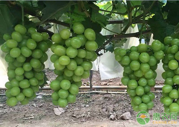 陽光玫瑰葡萄苗幾月種植好？-圖片版權(quán)歸惠農(nóng)網(wǎng)所有