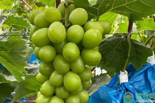 陽光玫瑰葡萄苗幾月種植好？-圖片版權(quán)歸惠農(nóng)網(wǎng)所有