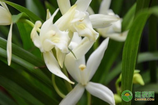 蘭花施肥用什么肥料最好？-圖片版權(quán)歸惠農(nóng)網(wǎng)所有