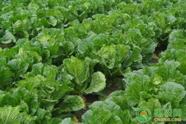 3月蔬菜種植管理指南-圖片版權(quán)歸惠農(nóng)網(wǎng)所有