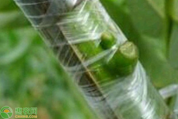 葡萄樹嫁接方法-圖片版權(quán)歸惠農(nóng)網(wǎng)所有