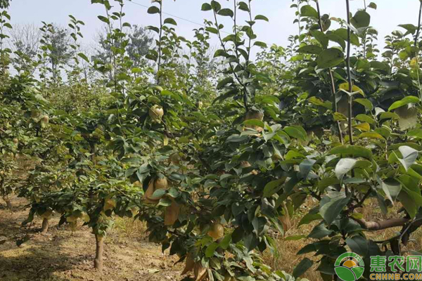 3月果園種植管理方案-圖片版權(quán)歸惠農(nóng)網(wǎng)所有