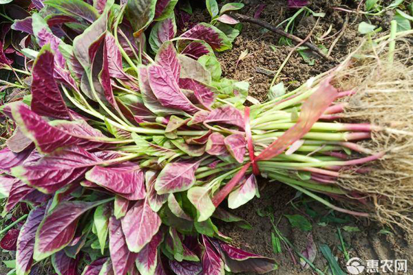 紅莧菜適合幾月份種？-圖片版權(quán)歸惠農(nóng)網(wǎng)所有