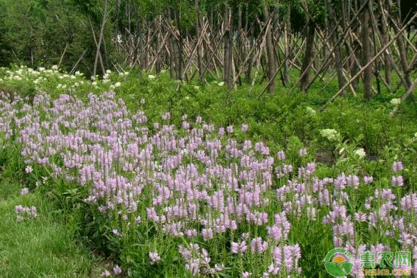 花籽什么時(shí)候播種最好？-圖片版權(quán)歸惠農(nóng)網(wǎng)所有