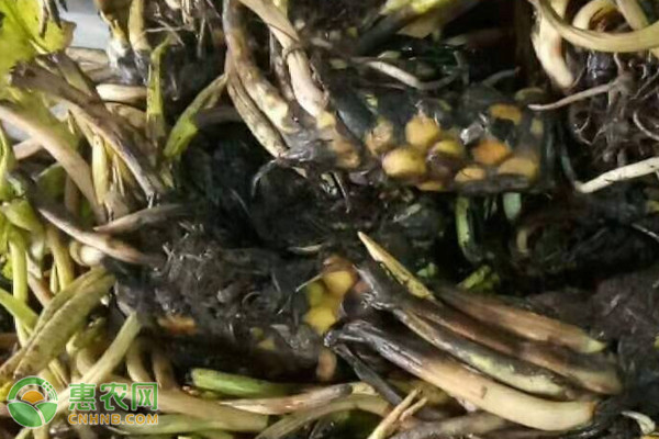 睡蓮什么時候種植最好？-圖片版權(quán)歸惠農(nóng)網(wǎng)所有