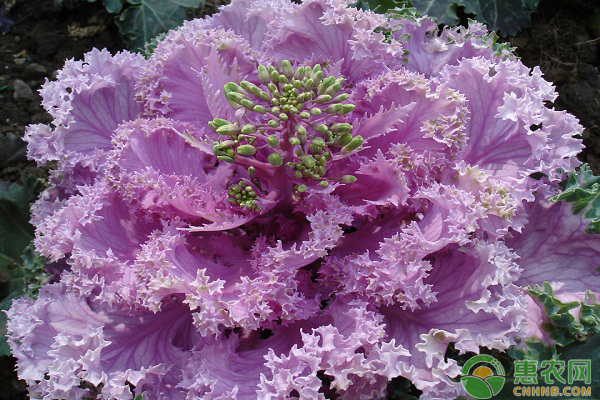 羽衣甘藍(lán)什么時(shí)候種植最好？-圖片版權(quán)歸惠農(nóng)網(wǎng)所有