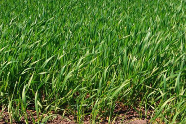 春小麦什么时候播种？什么时候收获？