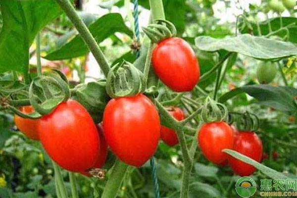 圣女果什么時(shí)候種植比較好？-圖片版權(quán)歸惠農(nóng)網(wǎng)所有