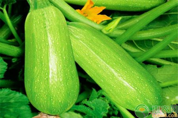 西葫蘆幾月播種？-圖片版權(quán)歸惠農(nóng)網(wǎng)所有