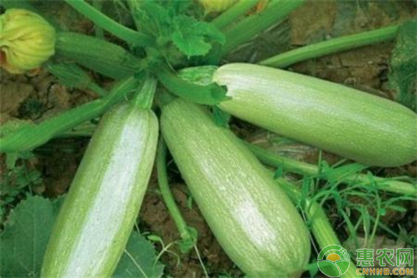 西葫蘆幾月播種？-圖片版權(quán)歸惠農(nóng)網(wǎng)所有