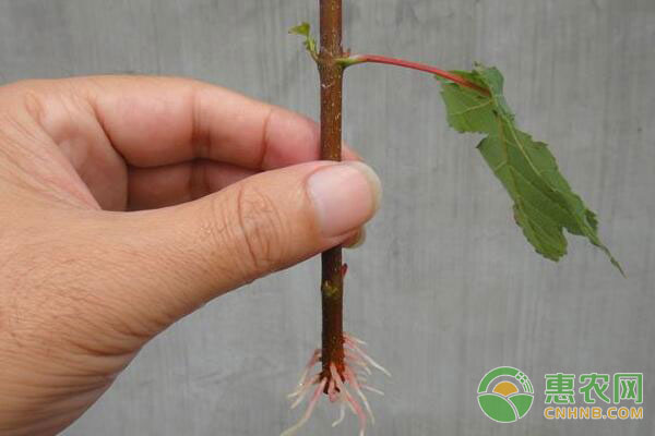 植物生根劑的配制方法-圖片版權歸惠農(nóng)網(wǎng)所有